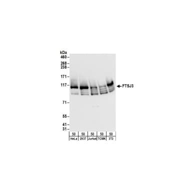 Rabbit anti-FTSJ3 Antibody, Affinity Purified