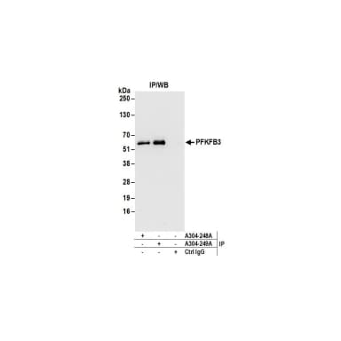 Rabbit anti-PFKFB3 Antibody, Affinity Purified