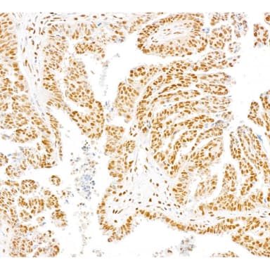 Rabbit anti-DPY30 Antibody, Affinity Purified