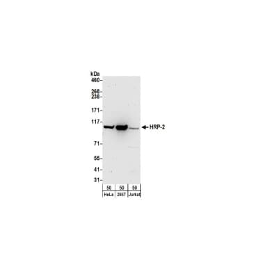 Rabbit anti-HRP-2 Antibody, Affinity Purified