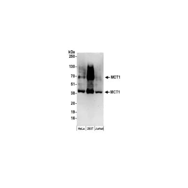 Rabbit anti-MCT1 Antibody, Affinity Purified