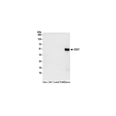 Rabbit anti-CD27 Antibody, Affinity Purified