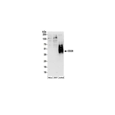 Rabbit anti-CD28 Antibody, Affinity Purified