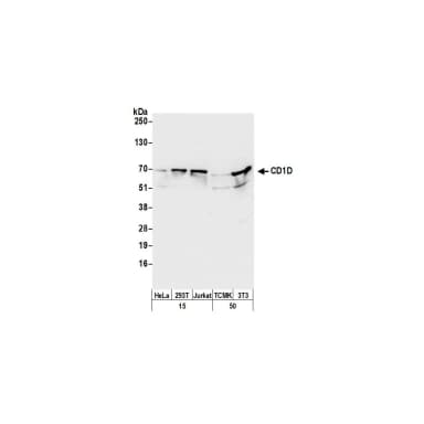 Rabbit anti-CD1D Antibody, Affinity Purified