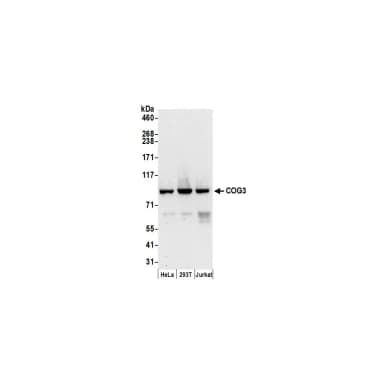 Rabbit anti-COG3 Antibody, Affinity Purified