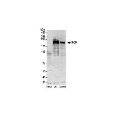 Rabbit anti-RCP Antibody, Affinity Purified