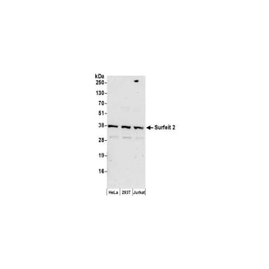 Rabbit anti-Surfeit 2 Antibody, Affinity Purified