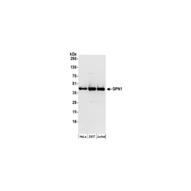 Rabbit anti-GPN1 Antibody, Affinity Purified