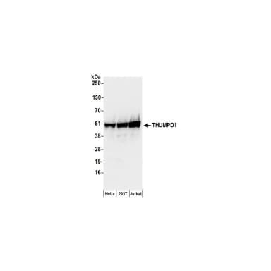 Rabbit anti-THUMPD1 Antibody, Affinity Purified