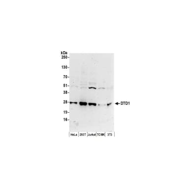 Rabbit anti-DTD1 Antibody, Affinity Purified
