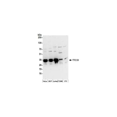 Rabbit anti-TTC33 Antibody, Affinity Purified