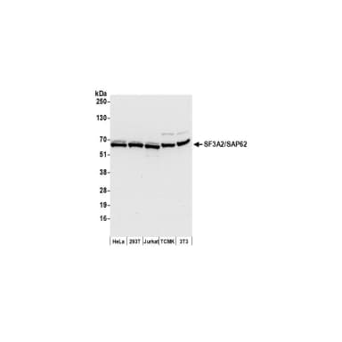 Rabbit anti-SF3A2/SAP62 Antibody, Affinity Purified