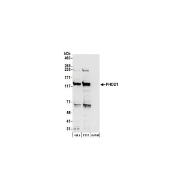 Rabbit anti-FHOD1 Antibody, Affinity Purified