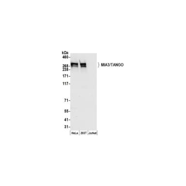 Rabbit anti-MIA3/TANGO Antibody, Affinity Purified