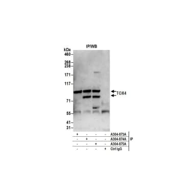 Rabbit anti-TOX4 Antibody, Affinity Purified