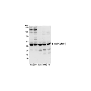 Rabbit anti-AIMP1/EMAPII/SCYE1 Antibody, Affinity Purified
