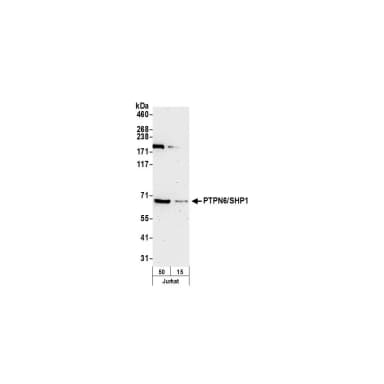 Rabbit anti-PTPN6/SHP1 Antibody, Affinity Purified