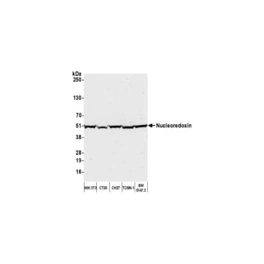 Rabbit anti-Nucleoredoxin/NXN Antibody, Affinity Purified