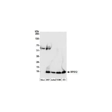 Rabbit anti-RPS12/Ribosomal Protein S12 Antibody, Affinity Purified