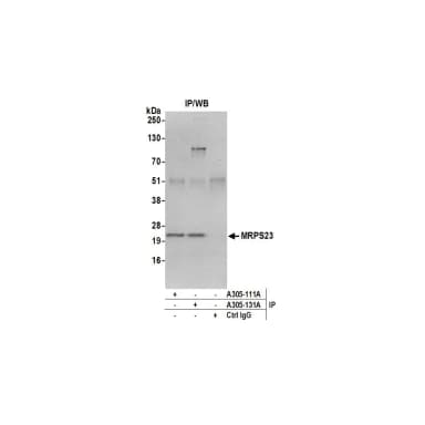 Rabbit anti-MRPS23 Antibody, Affinity Purified