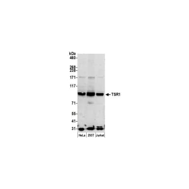 Rabbit anti-TSR1 Antibody, Affinity Purified