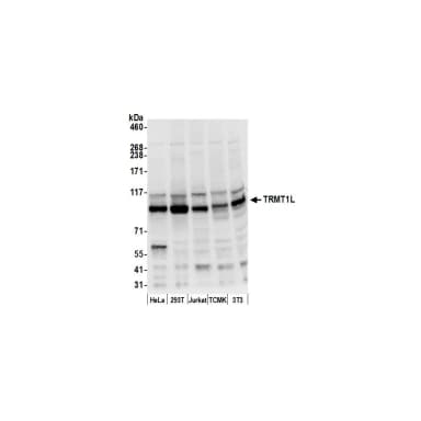 Rabbit anti-TRMT1L/C1orf25 Antibody, Affinity Purified
