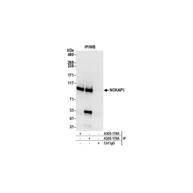 Rabbit anti-NCKAP1/NAP125 Antibody, Affinity Purified