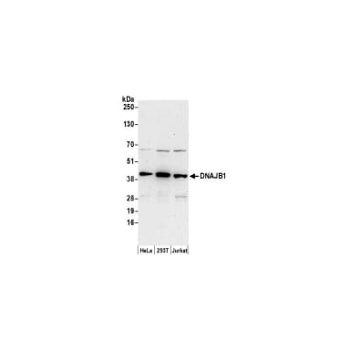 Rabbit anti-DNAJB1/Hsp40 Antibody, Affinity Purified