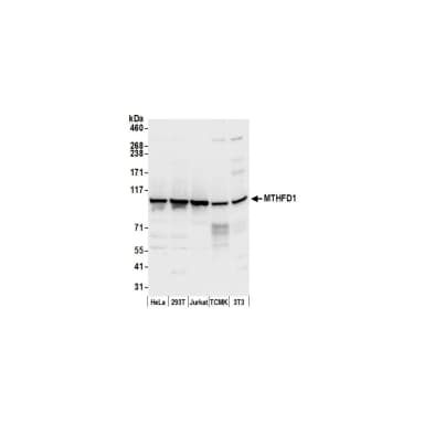 Rabbit anti-MTHFD1 Antibody, Affinity Purified