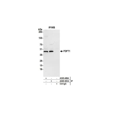 Rabbit anti-FDFT1 Antibody, Affinity Purified