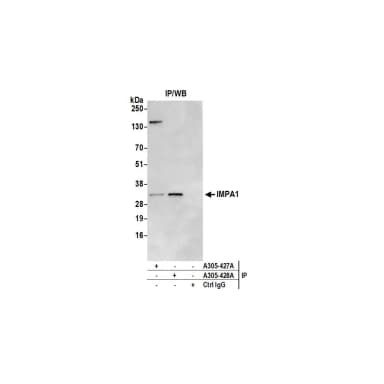 Rabbit anti-IMPA1 Antibody, Affinity Purified