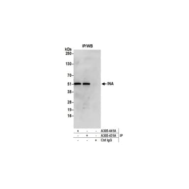Rabbit anti-INA Antibody, Affinity Purified