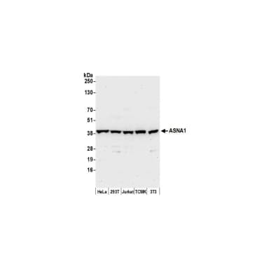 Rabbit anti-ASNA1 Antibody, Affinity Purified