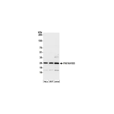 Rabbit anti-PAFAH1B3 Antibody, Affinity Purified