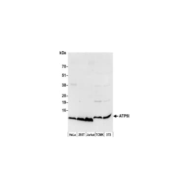 Rabbit anti-ATP5I Antibody, Affinity Purified