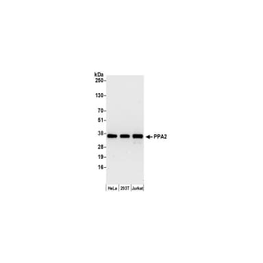 Rabbit anti-PPA2 Antibody, Affinity Purified