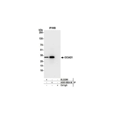 Rabbit anti-OCIAD1 Antibody, Affinity Purified