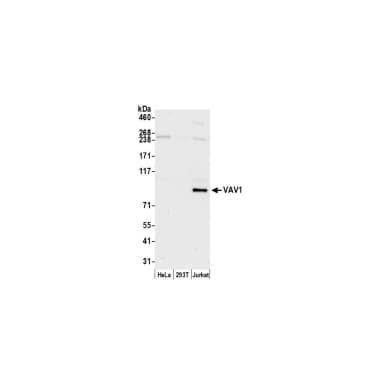 Rabbit anti-VAV1 Antibody, Affinity Purified