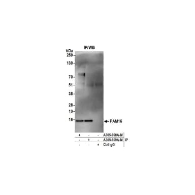 Rabbit anti-PAM16 Antibody, Affinity Purified