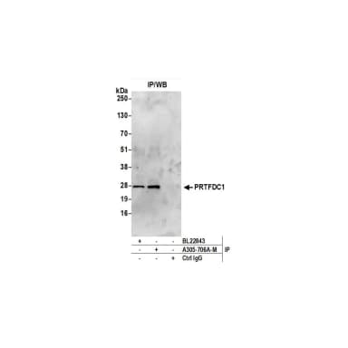 Rabbit anti-PRTFDC1 Antibody, Affinity Purified