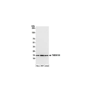 Rabbit anti-TMEM109 Antibody, Affinity Purified