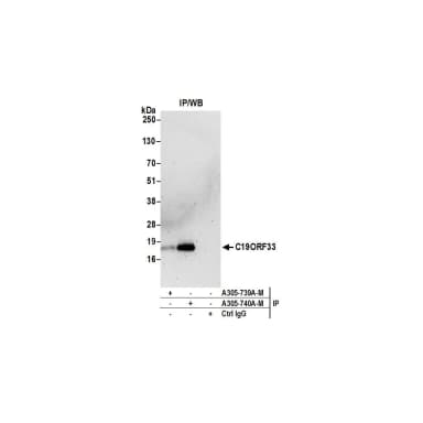 Rabbit anti-C19ORF33 Antibody, Affinity Purified