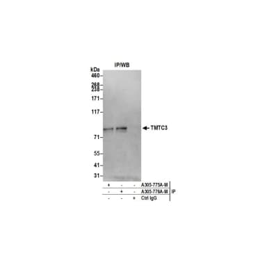 Rabbit anti-TMTC3 Antibody, Affinity Purified