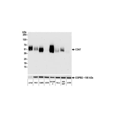 Rabbit anti-CD47 Recombinant Monoclonal Antibody [BLR131H]