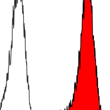 Rabbit anti-ARID1A/BAF250 Recombinant Monoclonal Antibody [BLR279L]
