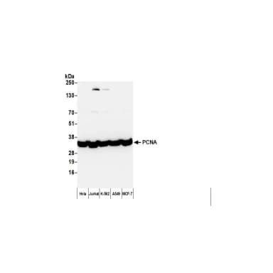 Rabbit anti-Mouse IgG Heavy and Light Chain Cross-Adsorbed Antibody DyLight® 594 Conjugated