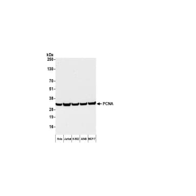 Goat anti-Mouse IgG Heavy and Light Chain Cross-Adsorbed Antibody DyLight® 680 Conjugated