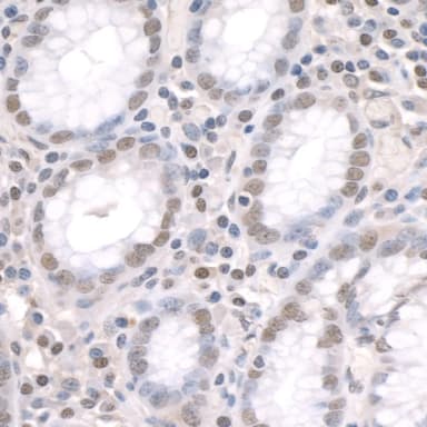 Rabbit anti-ZFP106 IHC Antibody, Affinity Purified