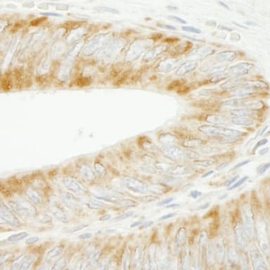 Rabbit anti-INPPL1/SHIP2 IHC Antibody, Affinity Purified