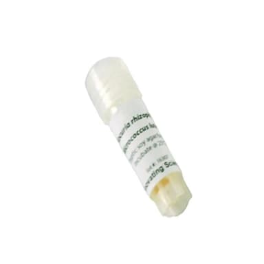 Micrococcus Luteus Freeze Dried Culture W/O Transfer Media